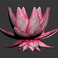 Pink Striped Lotus Flower With Vibrant Petals On Dark Reflective Surface