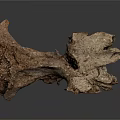 Ancient Animal Fossil Skeletal Remains Show Detailed Bone Structure On Gray Background