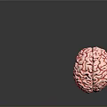 3D Rendered Brain Model Medical Device with Vascular Details for Neurosurgical Training