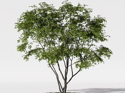 Lush Green Arbor With Multiple Trunks And Dense Foliage In Natural Setting 3d model