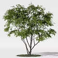 Lush Green Arbor With Multiple Trunks And Dense Foliage In Natural Setting