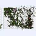 Climbing Vines Growing On Lattice Fence With Purple Pink Flowers And Green Leaves