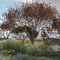 Red Leaved Arbor With Water Pond And Aquatic Plants In Grassland
