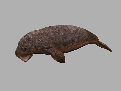 Realistic 3D Render Of A Sea Cow In Neutral Background 3d model