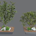 Two Square Tree Planters with Healthy Green Trees Stones and Small Plants