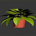 Lush Green Potted Plant With Red Pot On Dark Reflective Surface