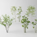 Diverse Arbor Trees With Lush Green Foliage And Various Sizes 3d model