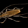 Longhorn Beetle With Long Antennae Brown Body And Detailed Legs On Black Background