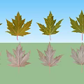 Various Colored Maple Leaves Arranged On White Background Display Natural Beauty