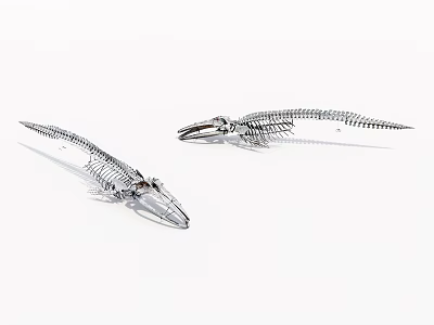 Two Intricate Fish Skeleton Models Showcasing Anatomical Structure on White Background 3d model