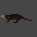 Realistic 3D Otter Model With Brown Fur Standing On Green Background