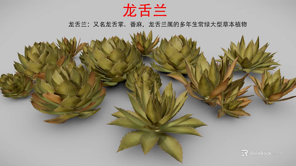 Agave Perennial Evergreen Large Herbaceous Plant With Fleshy Spiky Leaves In Clusters 3d model 