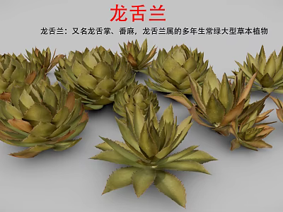 Agave Perennial Evergreen Large Herbaceous Plant With Fleshy Spiky Leaves In Clusters 3d model