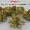 Agave Perennial Evergreen Large Herbaceous Plant With Fleshy Spiky Leaves In Clusters