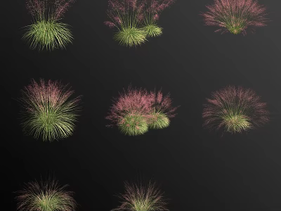 Ornamental Grasses And Pink Flowers In Clumping Foliage For Garden Landscaping 3d model