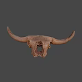 Detailed Bovine Skull With Natural Bone Texture And Horns Close Up View