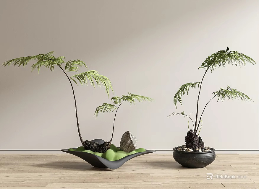 Bonsai Potted Fern Plants With Different Pots On Wooden Floor And Light Wall 3d model 