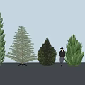Various Arbor Species With Different Heights And Green Foliage Person Standing Beside