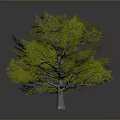 Realistic 3D Tree Model With Lush Green Foliage And Brown Trunk