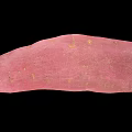 Fresh Pinkish Sweet Potato With Natural Skin And Small Spots