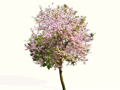 Beautiful Flowering Arbor With Pink Blossoms And Lush Green Leaves In Garden 3d model