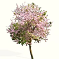Beautiful Flowering Arbor With Pink Blossoms And Lush Green Leaves In Garden