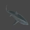 Realistic Great White Shark 3D Model Swimming Against Blue Background With Detailed Features