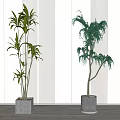 Indoor Potted Plants with Broad Leaves and Hanging Foliage in Gray Pots against Striped Wall