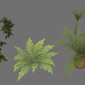 Various Types of Green Plants Featuring Ferns Palm Trees Bushes and Leafy Foliage