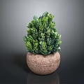 Green Potted Plant with Lush Foliage in Brown Stone Pot on Dark Background