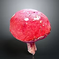 Vibrant Red Mushroom Plant with White Spots on Surface and Dark Background