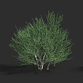 Lush Green Shrub With Dense Foliage Multiple Branches And Natural Growth Shape 3d model