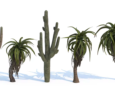 Tall Cactus Aloe Vera And Leafy Palm Trees Decorative Plant Combination For Landscape 3d model