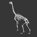 Complete Animal Skeleton Structure in Standing Posture with Gray Background