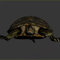 Colorful Turtle With Black Orange Shell Patterns Dark Head And Yellow Limb Edges On Gray Background 3d model