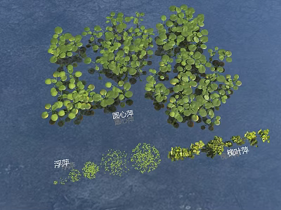 Aquatic Plants Growing on Water Surface Including Duckweed Salvinia and Round Leaf Varieties 3d model