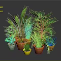 Indoor Potted Plants With Green Foliage Purple Flowers And Colorful Pots For Home Decor