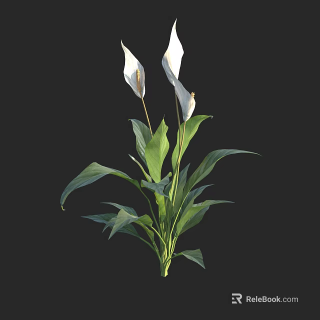 Elegant Peace Lily Plant With White Flowers And Green Leaves 3d model 