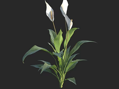Elegant Peace Lily Plant With White Flowers And Green Leaves 3d model