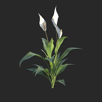 Elegant Peace Lily Plant With White Flowers And Green Leaves 3d model