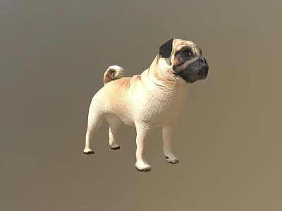 Realistic 3D Model Of Standing Pug Dog With Beige And Black Coat 3d model