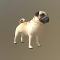 Realistic 3D Model Of Standing Pug Dog With Beige And Black Coat