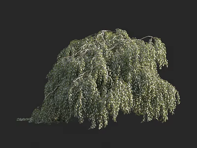 Arbor With Lush Green Foliage And Drooping Branches In Natural Scene 3d model