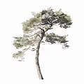 Single Pine Tree With Thick Trunk Lush Green Needles And Curved Branches 3d model