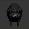 Detailed Black Plump Pig with White Hooves Isolated on Dark Background
