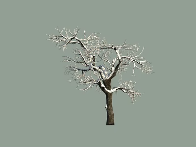 Bare Tree With Snow Covered Branches And Dark Trunk On Gray Background 3d model