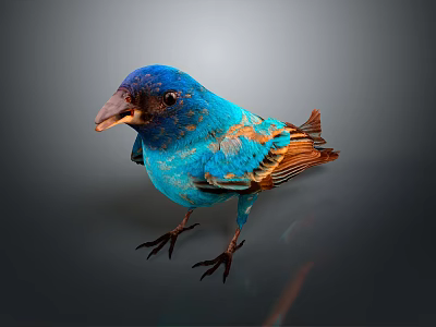 Vibrant Blue Bird with Brown Feathers Standing on Dark Background 3d model