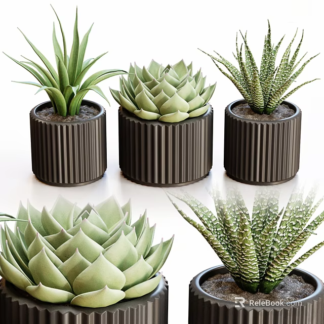 Different Green Succulent Plants Arranged in Ribbed Dark Ceramic Pots for Home Decor 3d model 