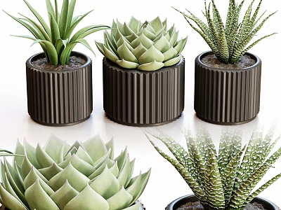 Different Green Succulent Plants Arranged in Ribbed Dark Ceramic Pots for Home Decor 3d model