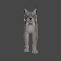 Realistic 3D Model of Lynx With Spotted Fur and Pointed Ears Standing